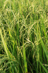 rice field