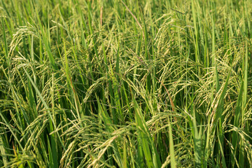 rice field