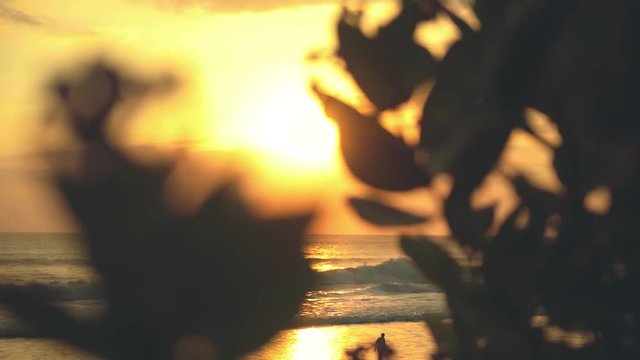 Sunset above ocean, view from behing bushes, slide
