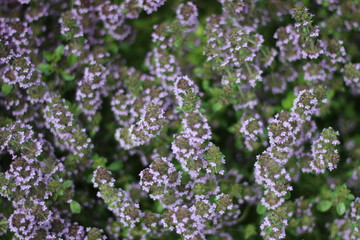 Fototapeta premium arboretum flowers