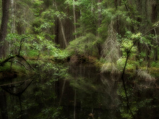 Pond in a old forest