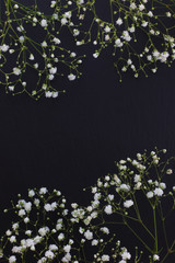 Gypsophila white small flowers on black stone background with copy space