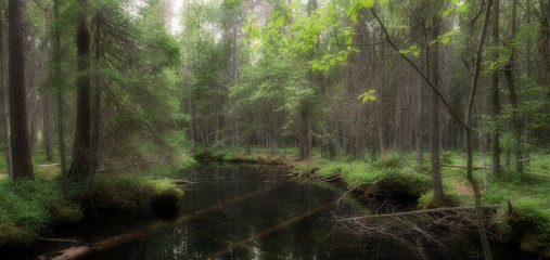 Pond in a old forest
