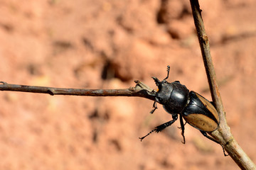 Rhinoceros beetle, Rhino beetle, Hercules beetle, Unicorn beetle, Horn beetle