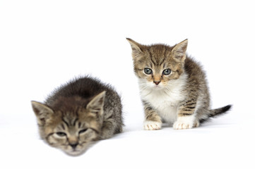 Fototapeta premium animals, cats, ear, emotion, empty, expression, eyes, young, pretty, puppy, pure, 