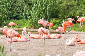Group of flamingo's , Flamingo resting in the grass.