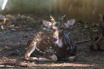 deer in a zoo