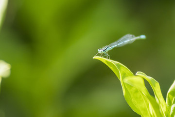 Libellule du marais de Montfort - Grésivaudan - Isère.