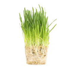 Close-up of green oat grass, isolated on white background. Cat Grass