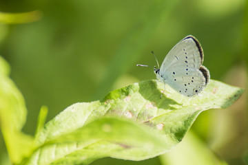 Papillons du marais de Montfort - Grésivaudan - Isère.