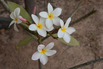 plumeria flowers beautiful