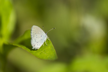 Papillons du marais de Montfort - Grésivaudan - Isère.