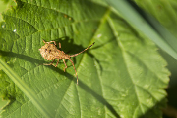 Insectes du marais de Montfort - Chartreuse - Isère.