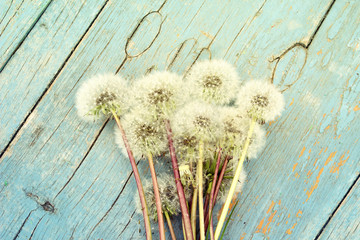 Bright summer background: fluffy dandelions  on an aged painted blue wood. Photo with toning.