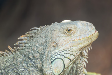 iguana close up