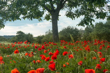 Poppy field in Tuscany