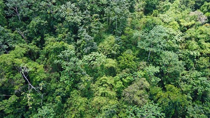 Fototapeta na wymiar jungle aerial