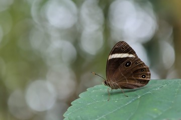 Fototapeta na wymiar Butterfly from the Taiwan (Lethe verma)Leucorrhea butterfly 