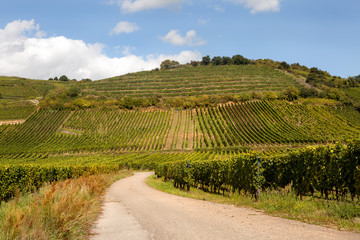 Fototapeta na wymiar Wine route in Alsace