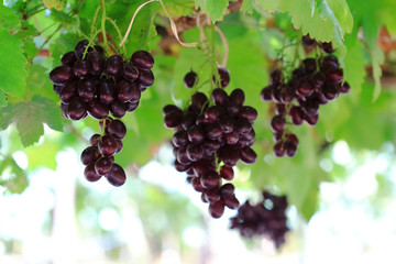 Ripe of grapes on the ranch
