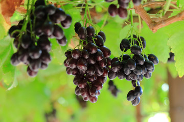 Ripe of grapes on the ranch