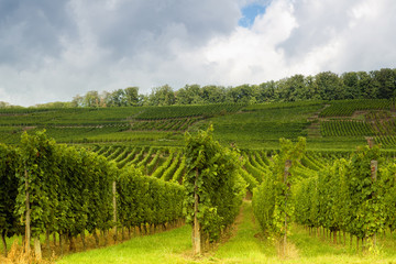Fototapeta na wymiar Alsatian vineyards and hills