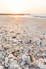 shell on the beach in the morning, soft focus.