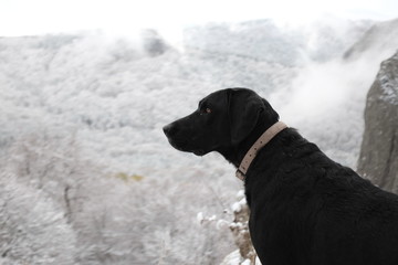 Chien labrador noir fixant l'horizon en hiver