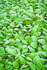 close up vertical view seedlings of cabbage