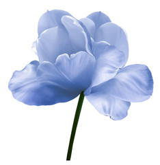 Blue-white flower tulip on a white isolated background with clipping path. Close-up.  no shadows....