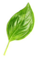 Fototapeta premium basil leaf