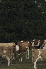 Naklejka na ściany i meble Cow Herd with one animal looking toward camera; organic cow farm on top of the mountain; Medium Close Up Shot; Unterberg/Lower Austria/Austria/Europe; July 9, 2017