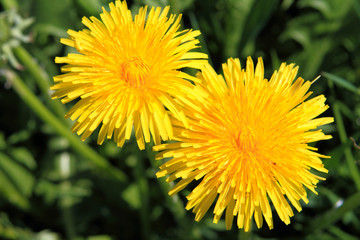 dandelion in spring