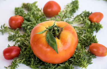 Tomate und Basilikum, ein Duo