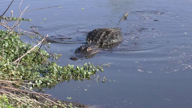 Large  alligator fishing in a pond