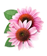 Obraz premium Echinacea flowers closeup.