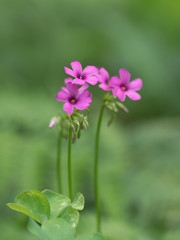Fototapeta premium 夏の原のイモカタバミ