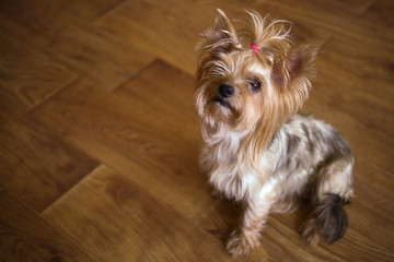 yorkshire terrier