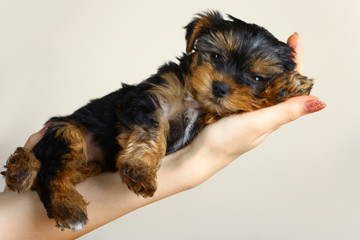 Puppy Yorkshire Terrier lies on a woman's hand - obrazy, fototapety, plakaty