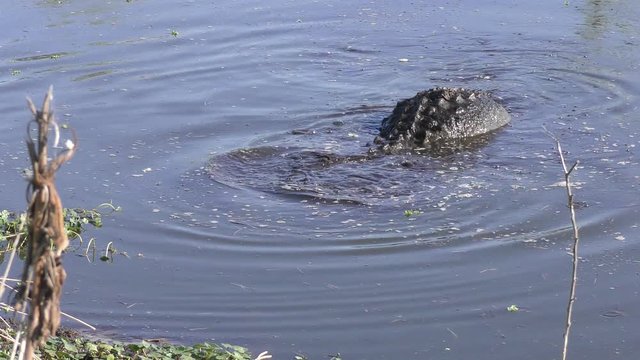 American alligator fishing in shallow water