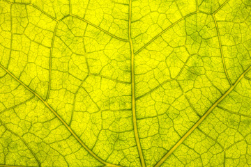 Leaf Texture./ Leaf Texture. 