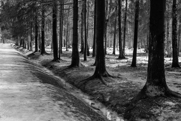 The roots of the trees in the park in the city of Pavlovsk, Russia