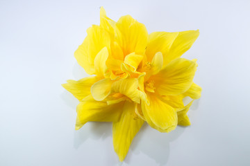 Close up of Yellow  Hibiscus rosa Flower isolated