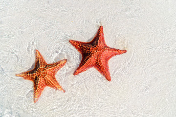 Fototapeta na wymiar Tropical white sand with red starfishes