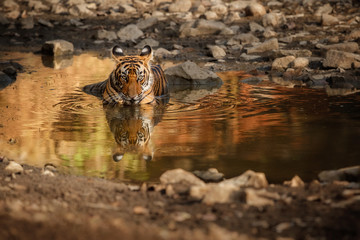 Cute tiger cub in the water. Tiger in the nature habitat. Wildlife scene with danger animal. Hot summer in Rajasthan, India. Dry trees with beautiful indian tiger, Panthera tigris