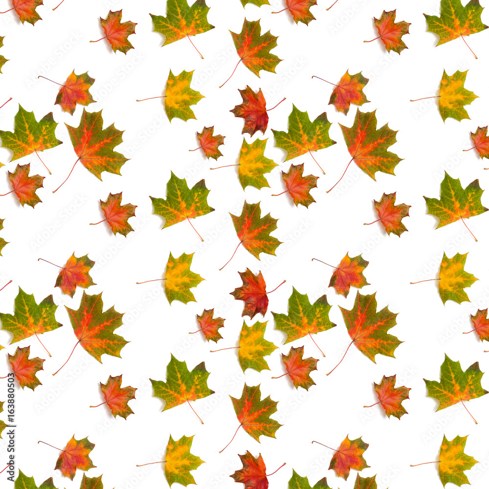 Canvas Prints pattern colorful maple leaf autumn