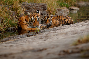 Cute tiger family bathing in the water. Tigers in the nature habitat. Wildlife scene with danger animal. Hot summer in Rajasthan, India. Dry trees with beautiful indian tiger, Panthera tigris