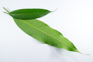 Close up leaf of mango tree isolated