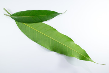 Obraz premium Close up leaf of mango tree isolated