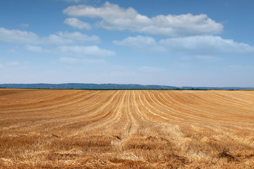 Fototapeta premium Field after mowing grain summer season